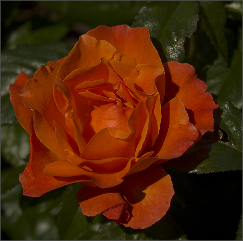 photo "Happy Birthday, Bere!" tags: PF life, 