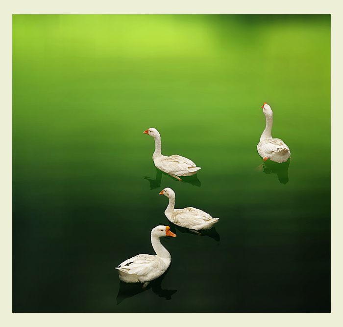 фото "4 Swan" метки: природа, домашние животные