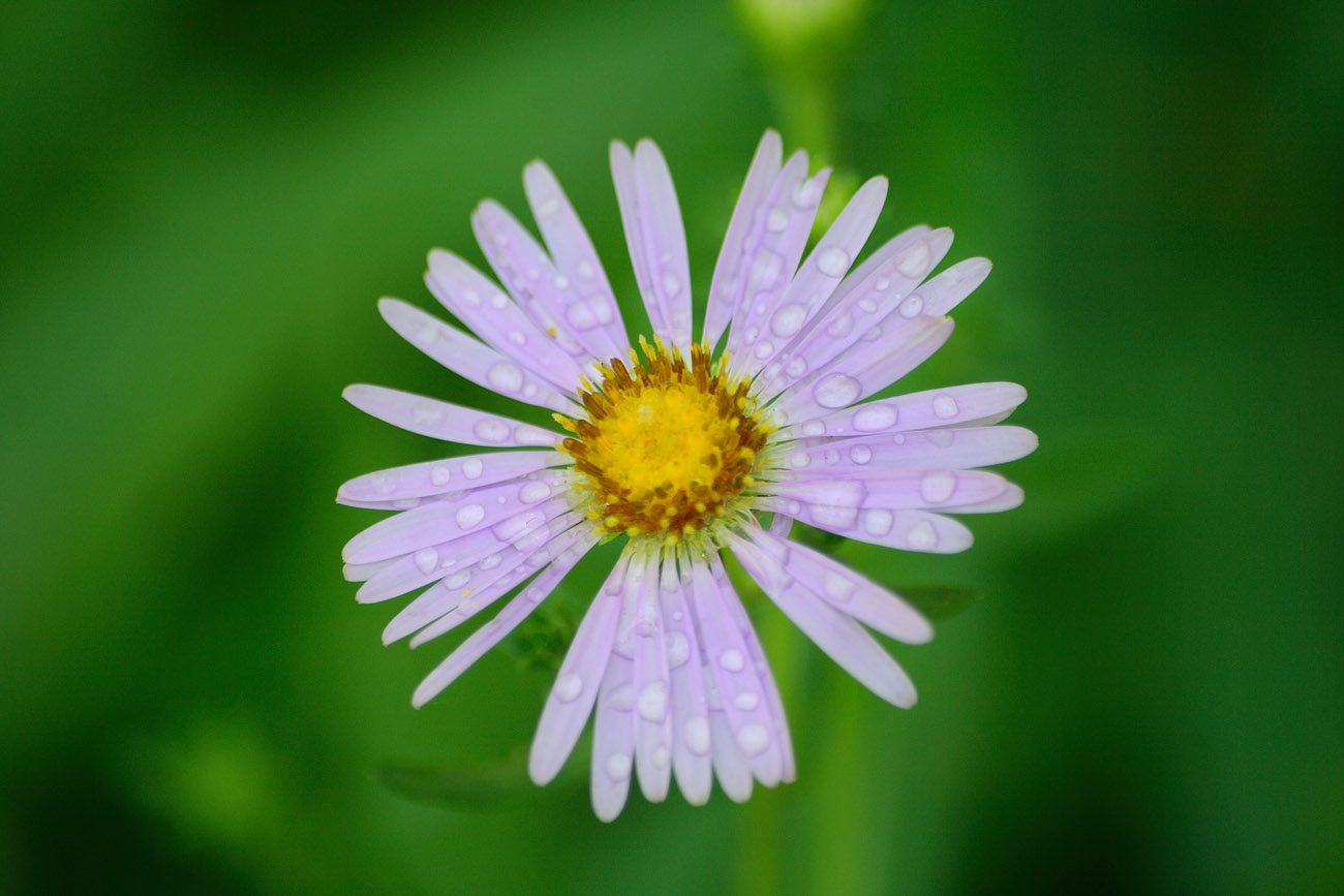 фото "Фиолетовое Солнце" метки: природа, макро и крупный план, цветы