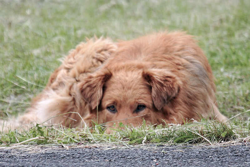 photo "***" tags: nature, genre, pets/farm animals