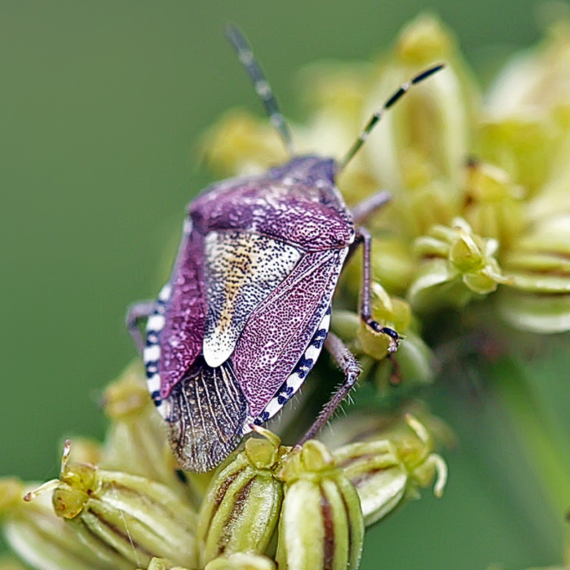 photo "Bedbugs are different ..." tags: nature, macro and close-up, insect