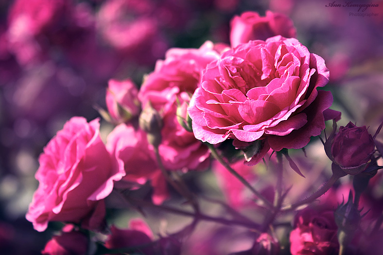 photo "Rose" tags: nature, fragment, flowers