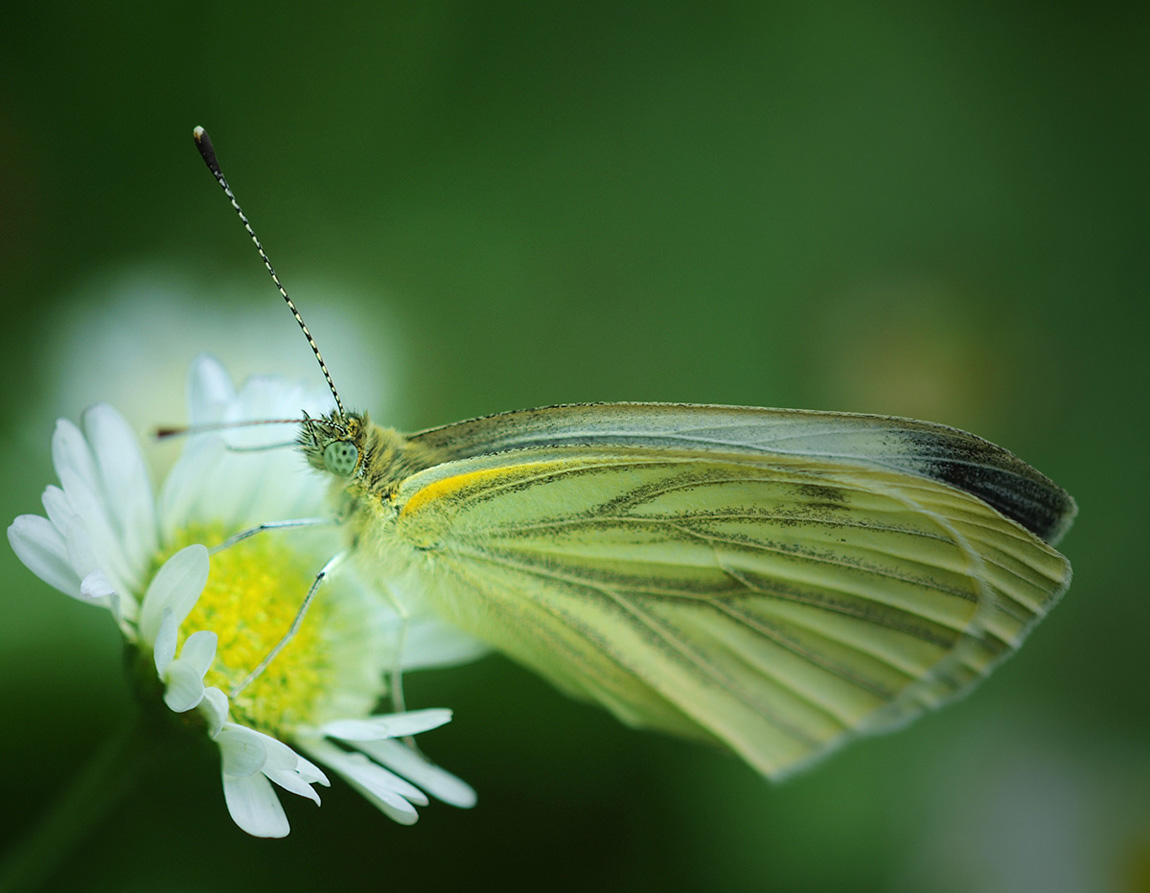 photo "Pieris napi" tags: macro and close-up, 