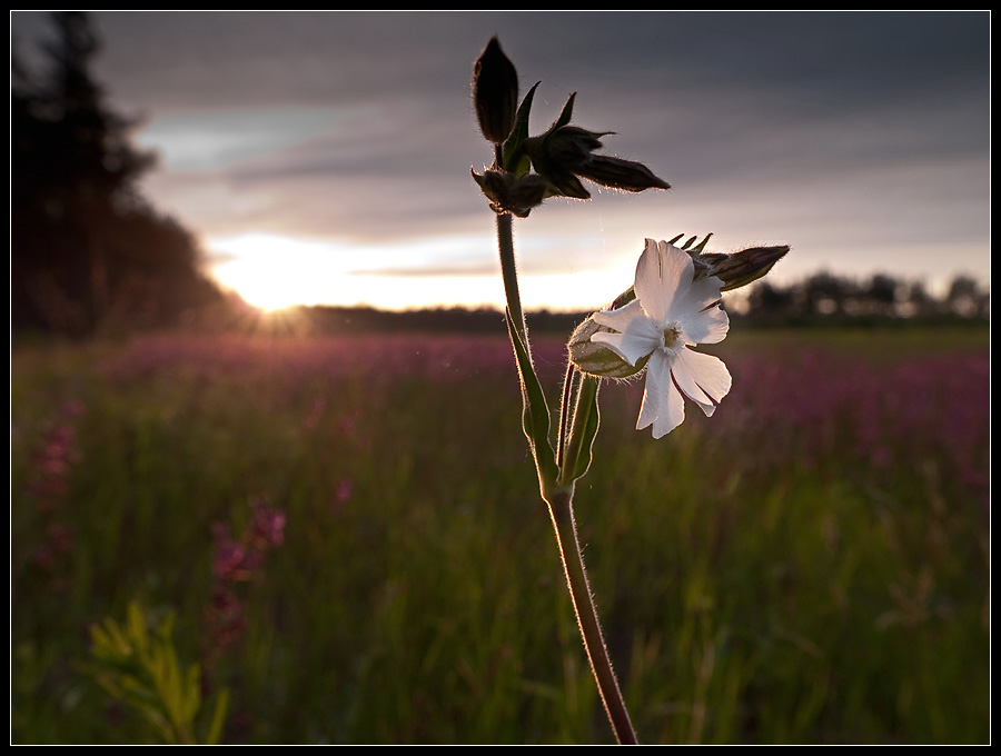 photo "***" tags: landscape, nature, flowers, sunset