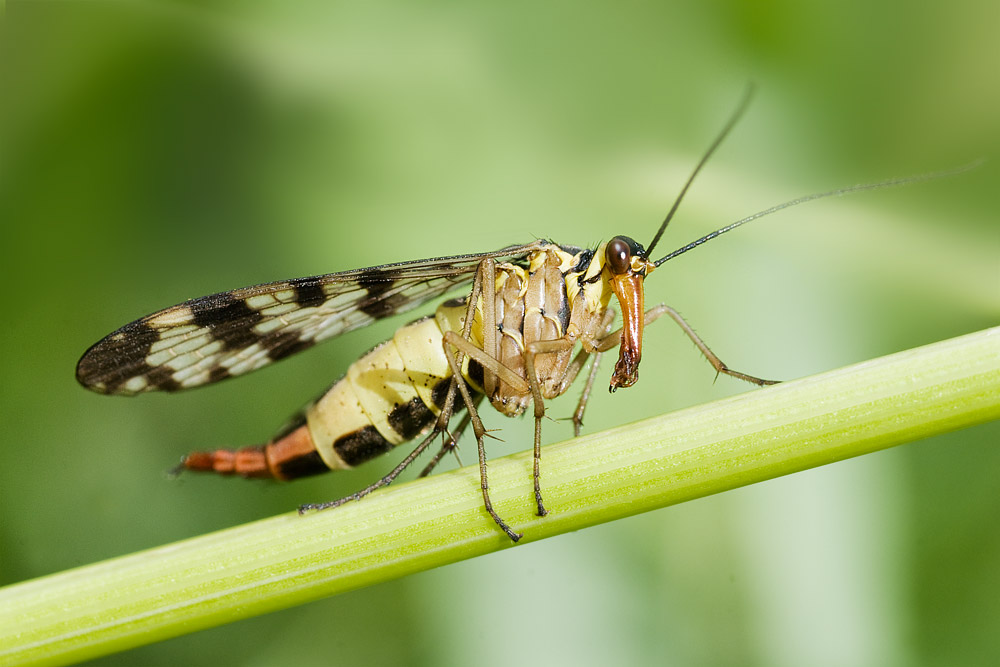 photo "***" tags: nature, macro and close-up, insect