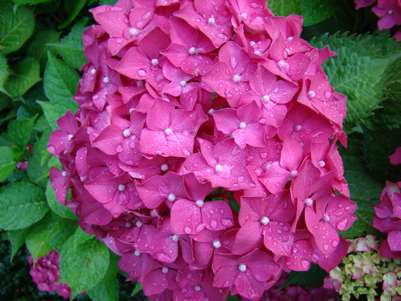 photo "***" tags: macro and close-up, 