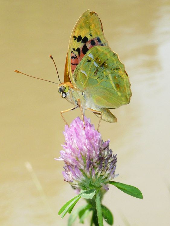 photo "***" tags: nature, macro and close-up, insect