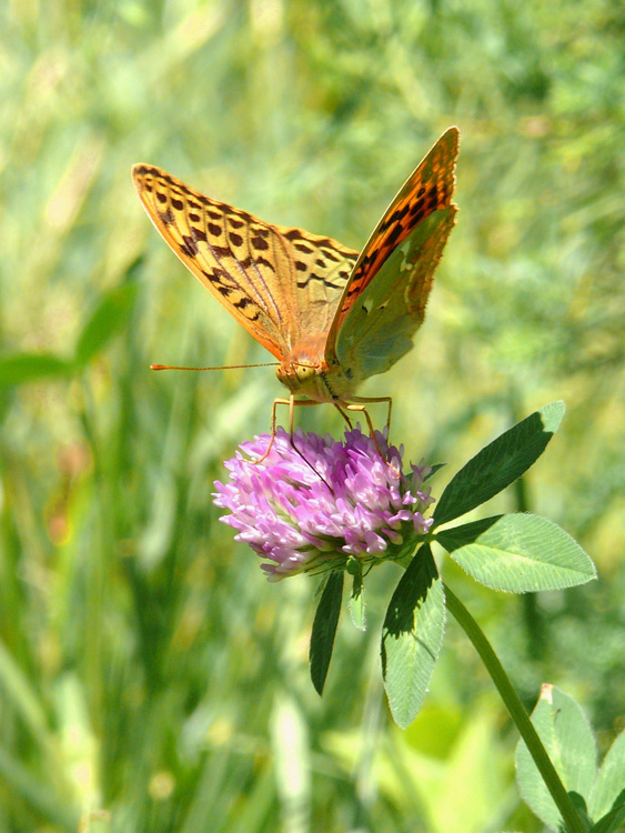 photo "***" tags: nature, macro and close-up, insect