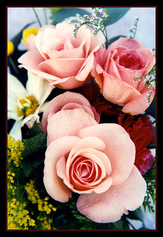 фото "To all my dear friends..." метки: природа, цветы