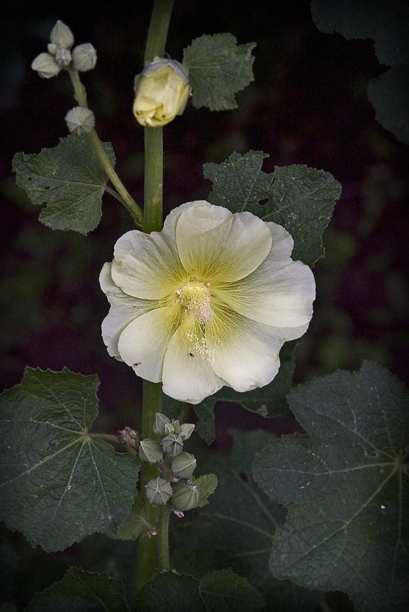 photo "***" tags: nature, flowers