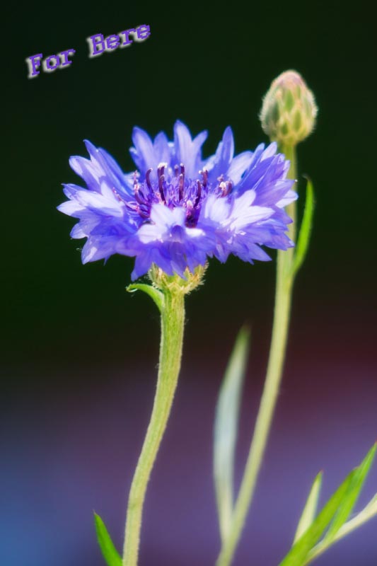 photo "For Bere" tags: nature, flowers