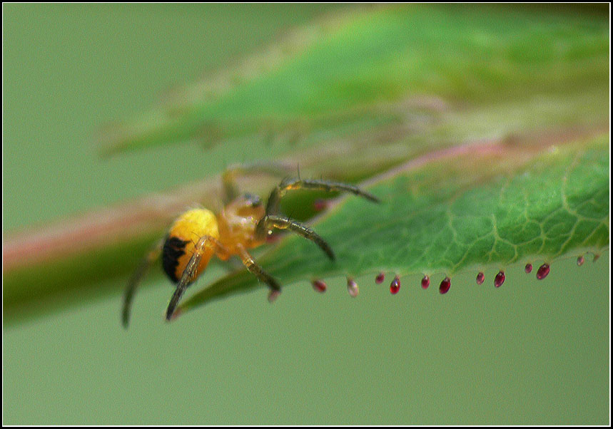 photo "Bleeding Leaf" tags: nature, insect