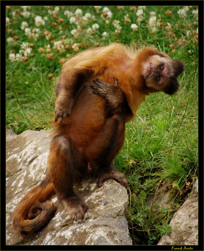 photo "Funny monkey" tags: nature, portrait, wild animals
