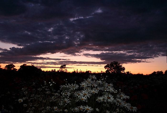 photo "Flowers at Dusk" tags: landscape, clouds, sunset