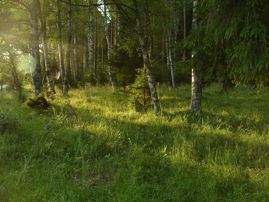 фото "Вечер жаркого дня" метки: пейзаж, закат, лес