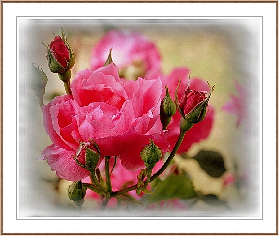фото "Розы для  Jollyn" метки: природа, цветы