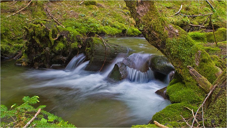 photo "Green Simphony for tuba & orchestra No. 1" tags: landscape, forest, water