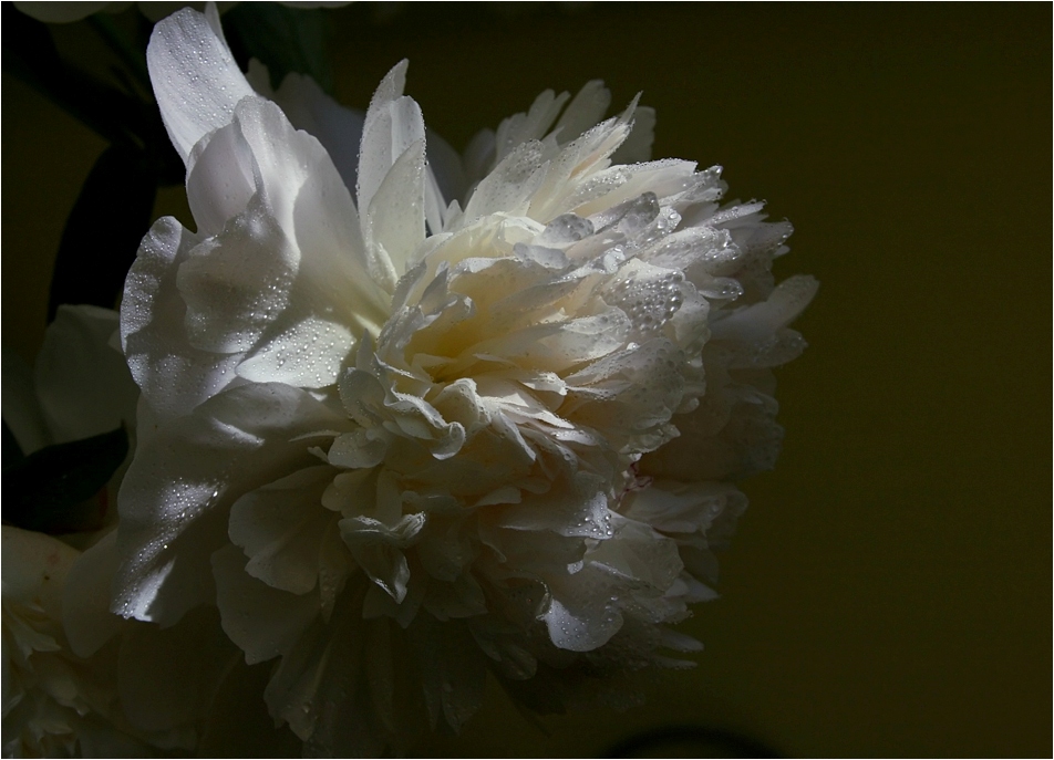 photo "Peony" tags: nature, flowers