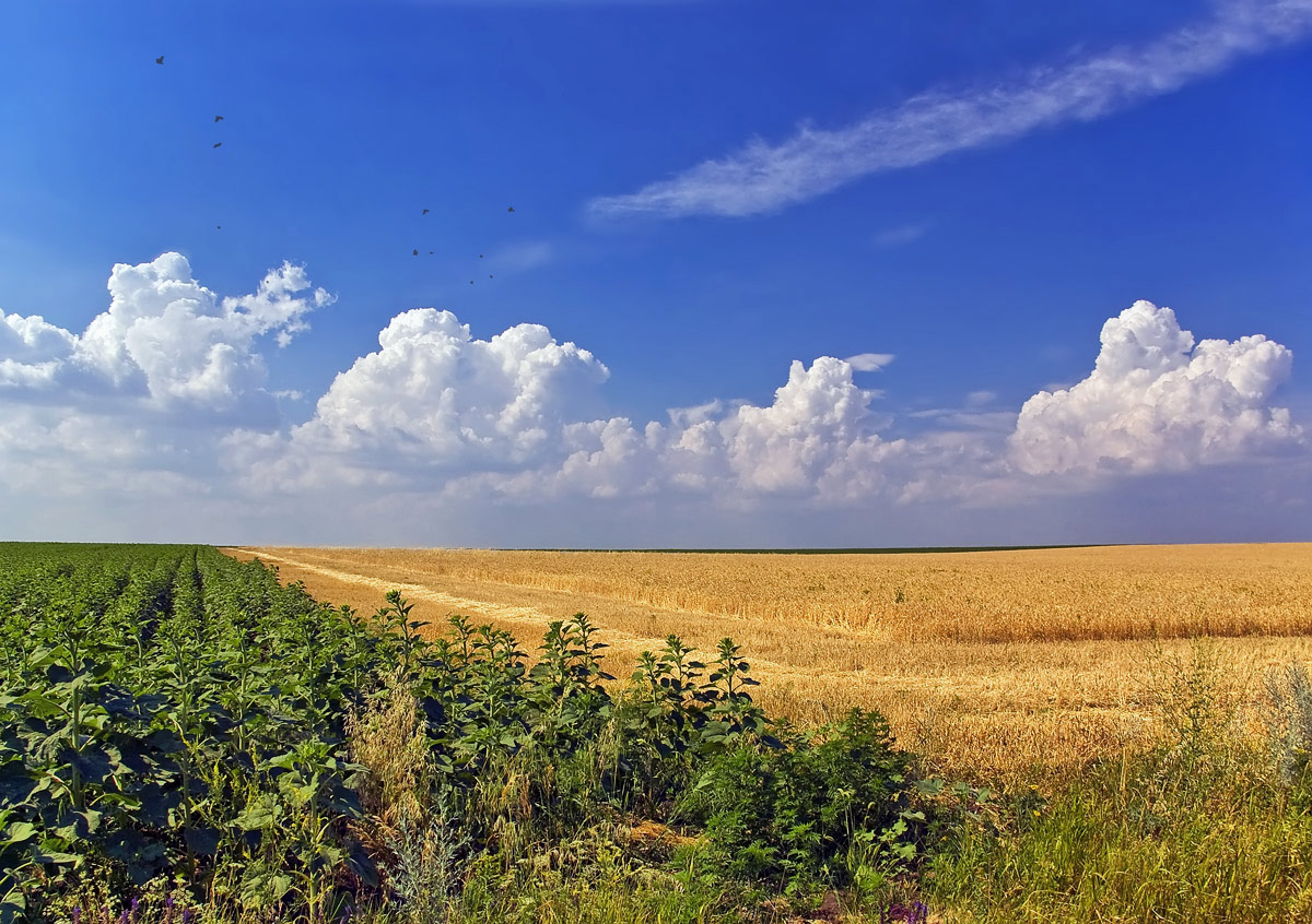 photo "***" tags: landscape, summer