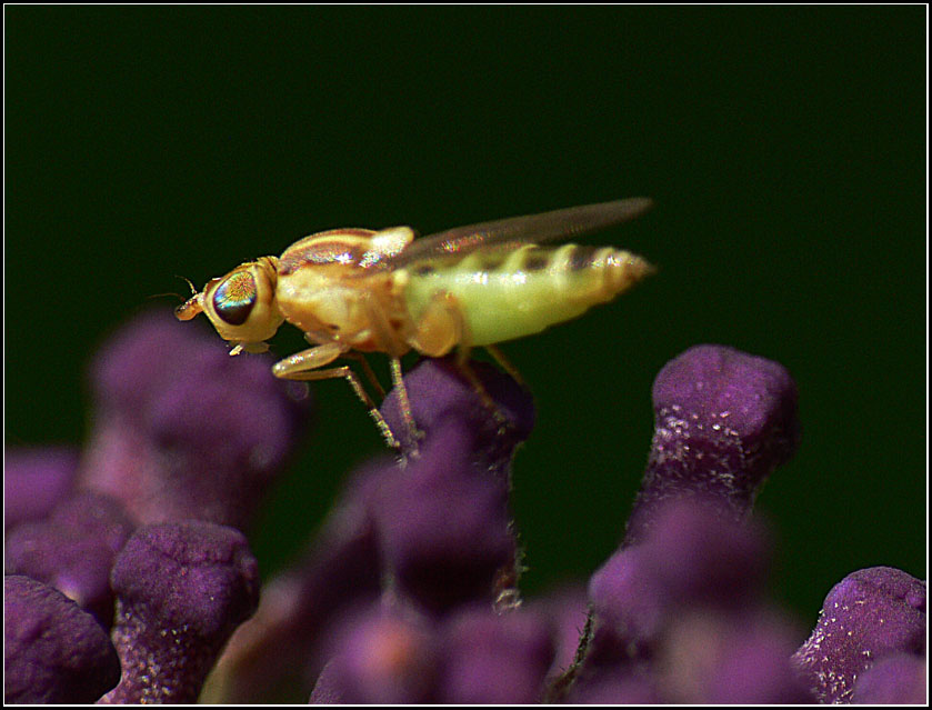 фото "Flye on "Buddleja davidii"" метки: природа, насекомое