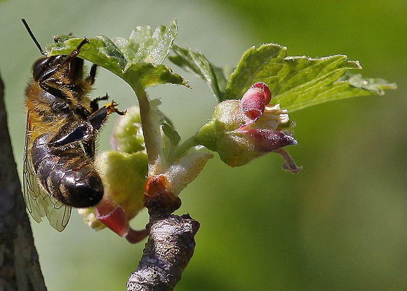 фото "hardworking bee" метки: природа, насекомое