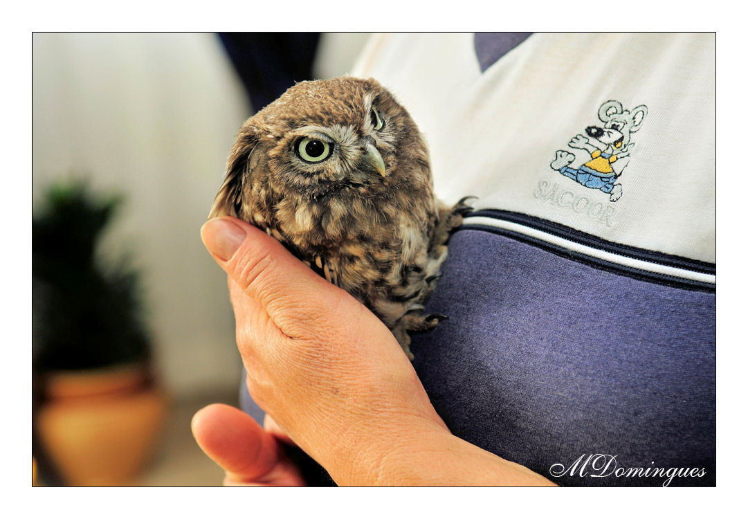 фото "Little Owl" метки: природа, дикие животные