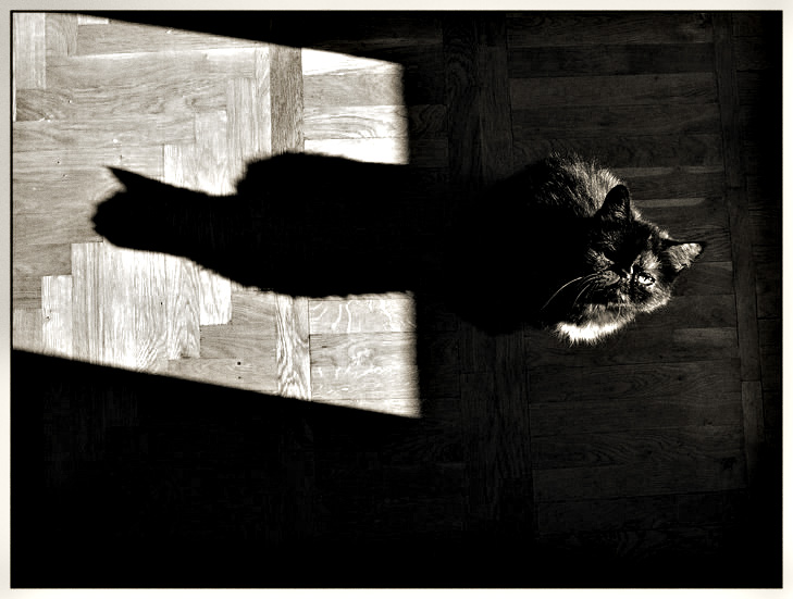 photo "shadow and her cat" tags: nature, pets/farm animals
