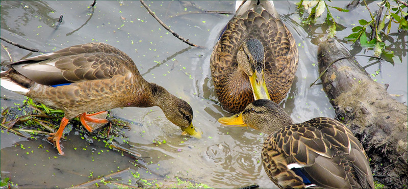 фото "ОтЧего Утки Плавают и Как Летают?" метки: природа, дикие животные, домашние животные