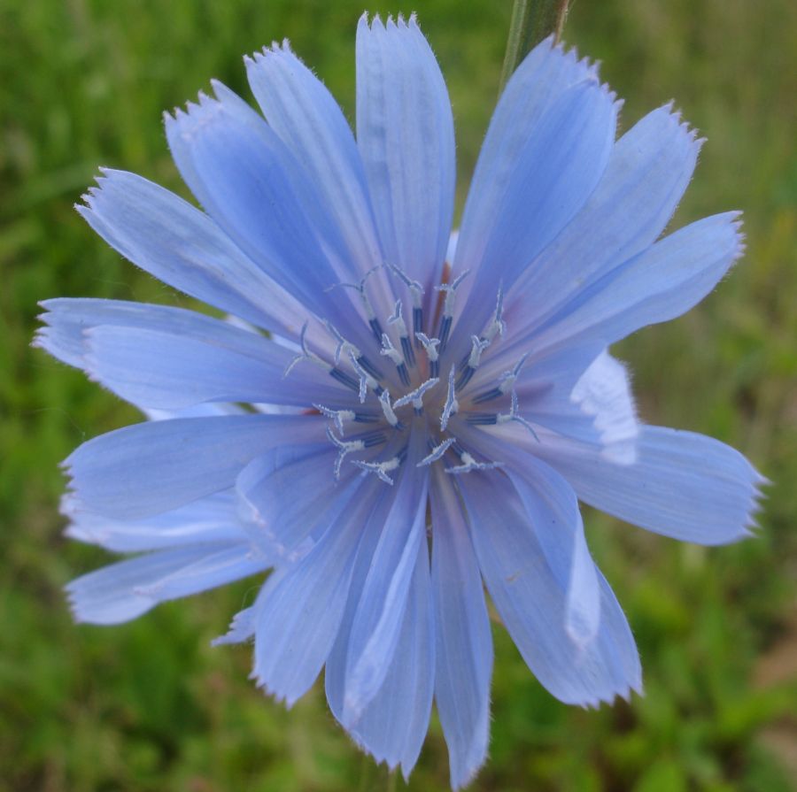 photo "Chicory" tags: nature, macro and close-up, flowers