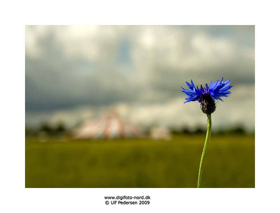 photo "cirkus" tags: landscape, city, summer