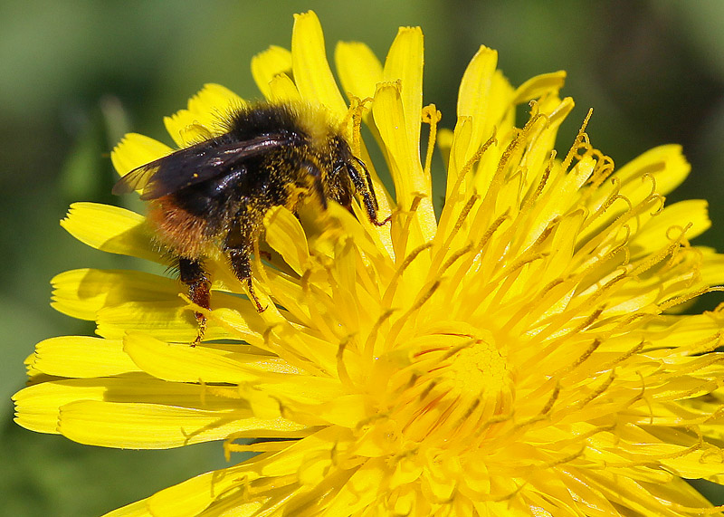 фото "Happy bumblebee" метки: природа, насекомое