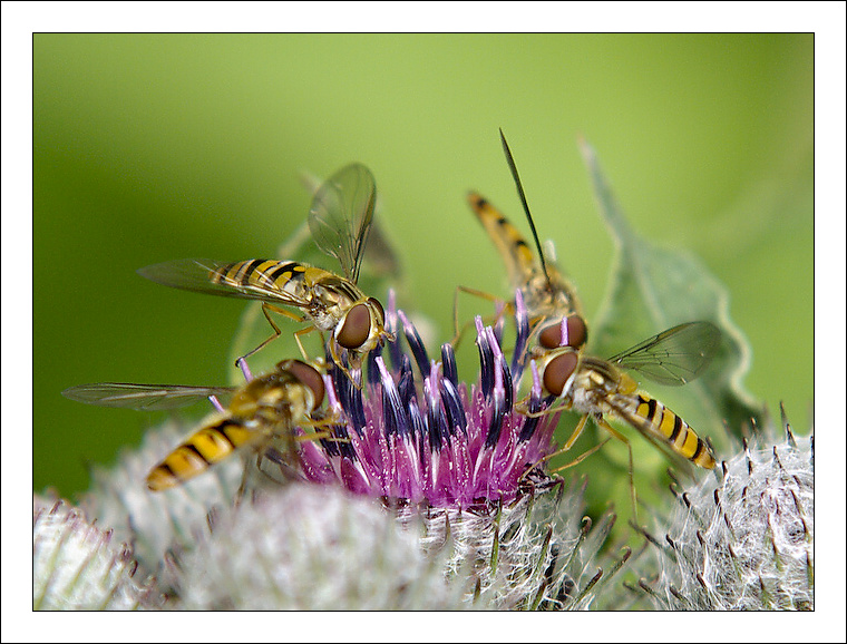 фото "***" метки: , 