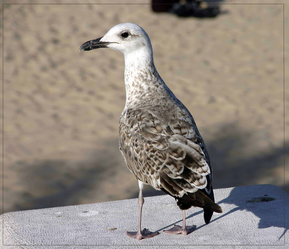 photo "As I am in a profile?" tags: travel, nature, Europe, wild animals