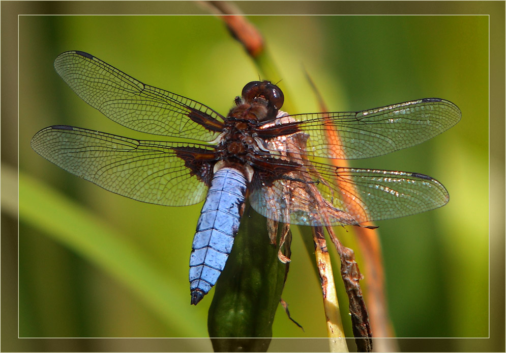 photo "***" tags: macro and close-up, 