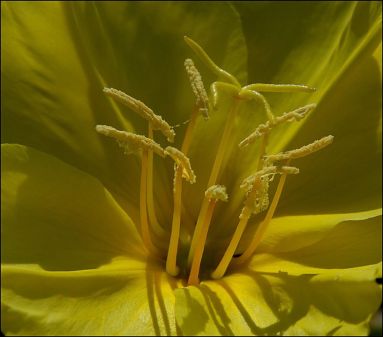photo "Strangers from another planet." tags: nature, macro and close-up, flowers