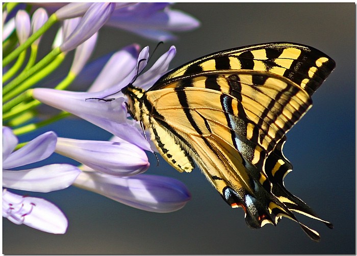 photo "Swallow Tail" tags: nature, insect