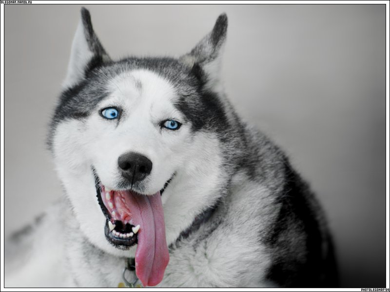 фото "Belka" метки: природа, домашние животные
