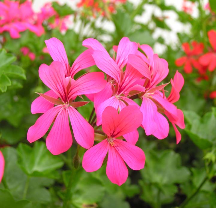 photo "My Balcony's Beauty" tags: nature, flowers