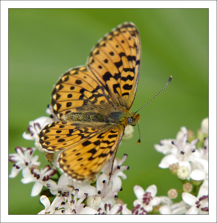 photo "***" tags: nature, insect