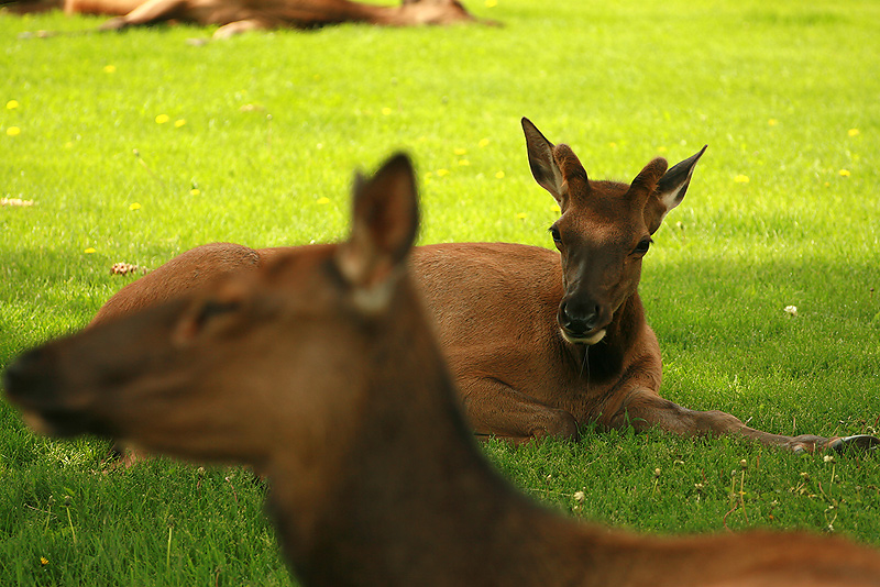 photo "Yellowstone" tags: nature, wild animals