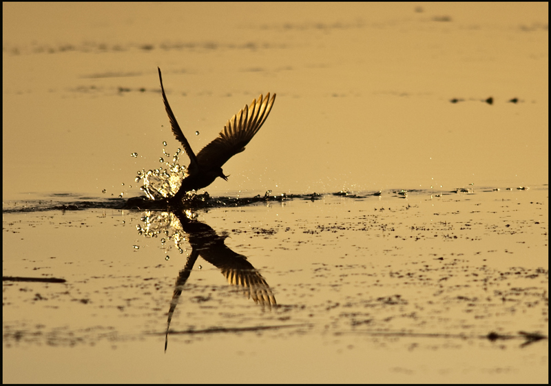 photo "Hunting seagull" tags: nature, wild animals