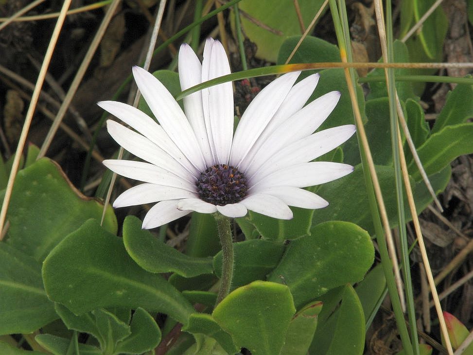 photo "Lone Daisy growing in Beach Sand Dunes." tags: macro and close-up, 