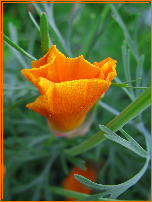 photo "Drops" tags: nature, macro and close-up, flowers