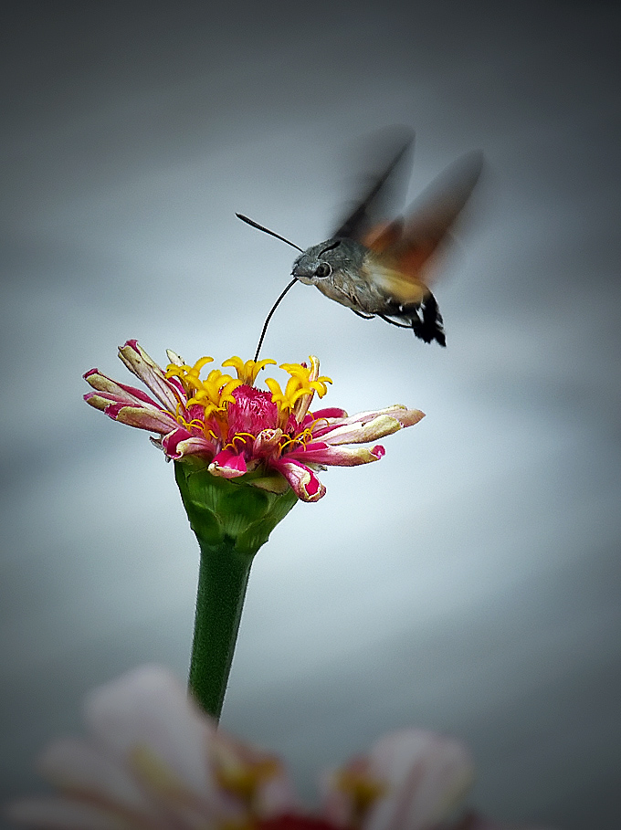 фото "Macroglossum stellatarum - molia colibri" метки: природа, насекомое