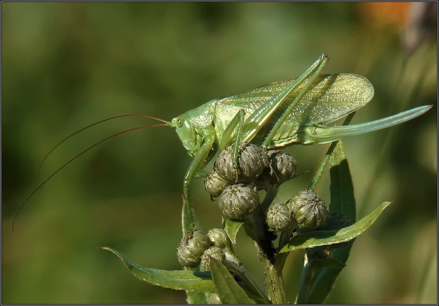 photo "Top Of The World" tags: macro and close-up, nature, insect