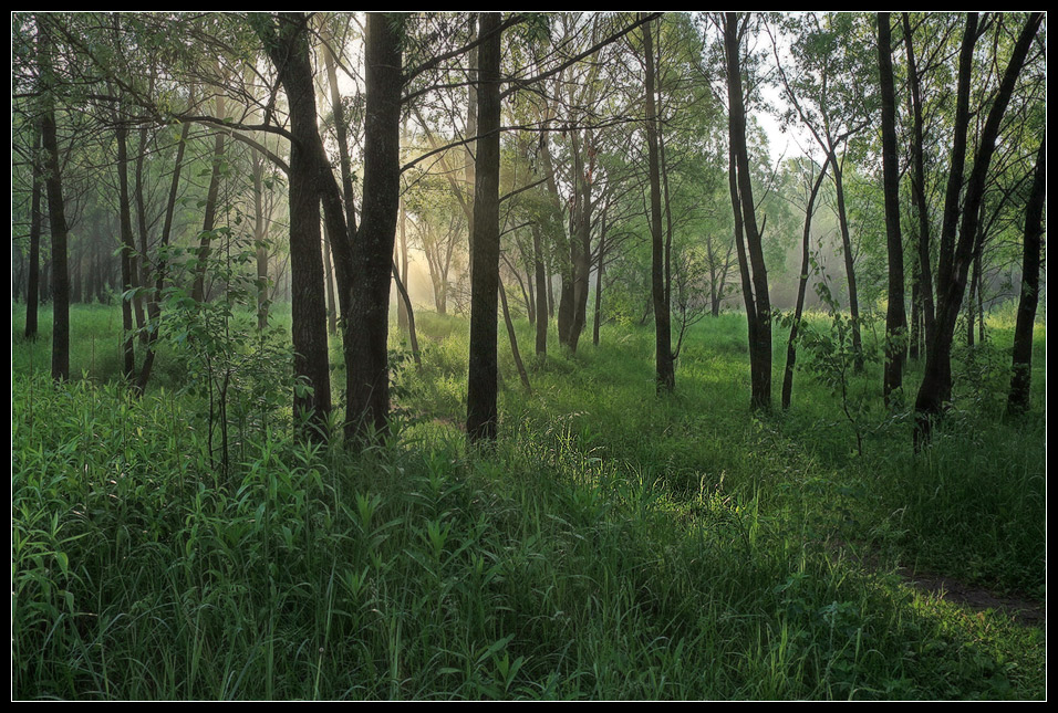 photo "morning in the forest" tags: , 