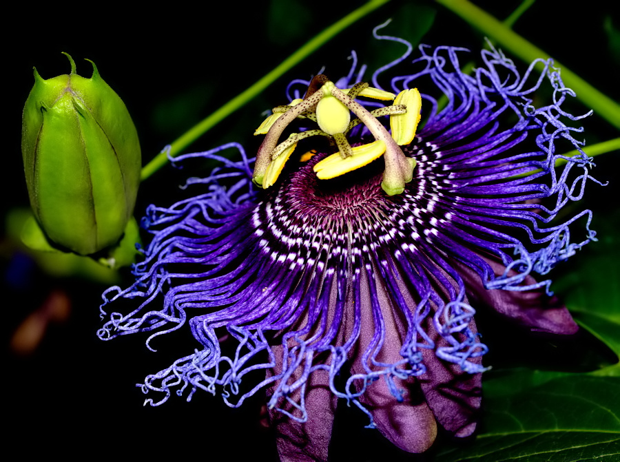 photo "Just... a Flower!" tags: nature, flowers