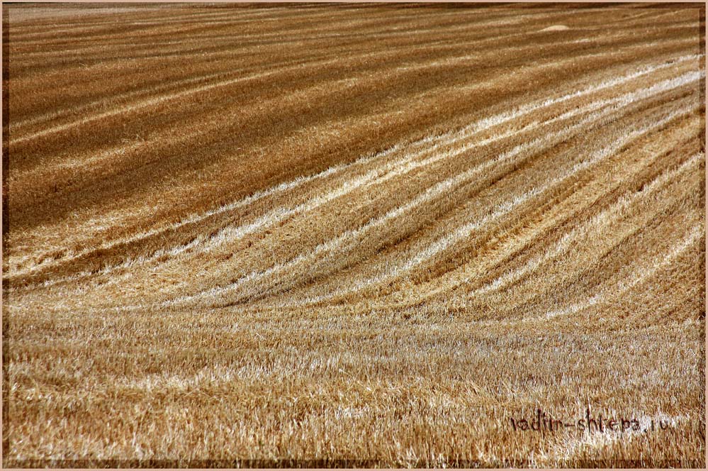 фото "золотое  море" метки: пейзаж, 