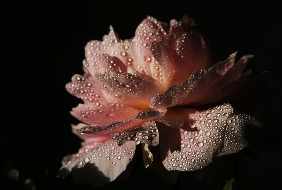 photo "After a rain" tags: nature, macro and close-up, flowers