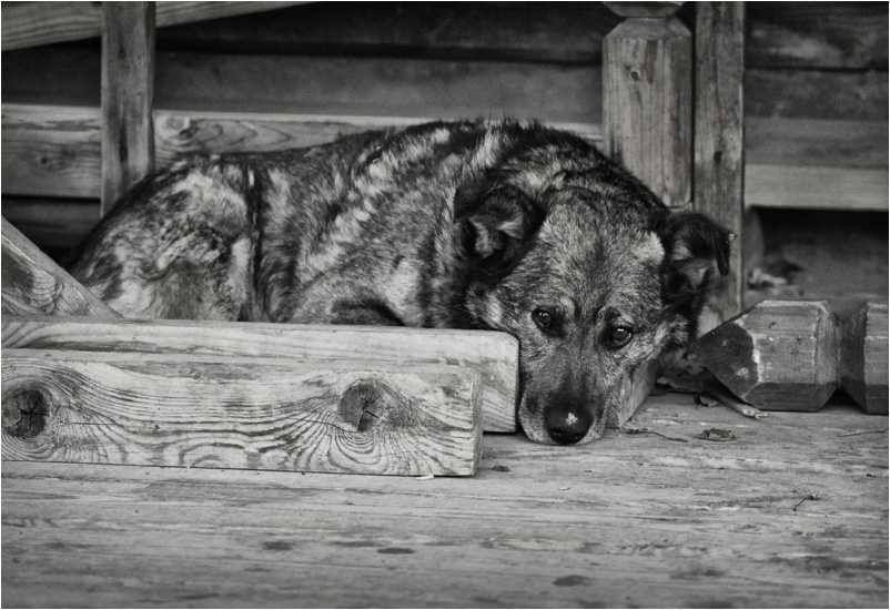 photo "***" tags: nature, black&white, pets/farm animals